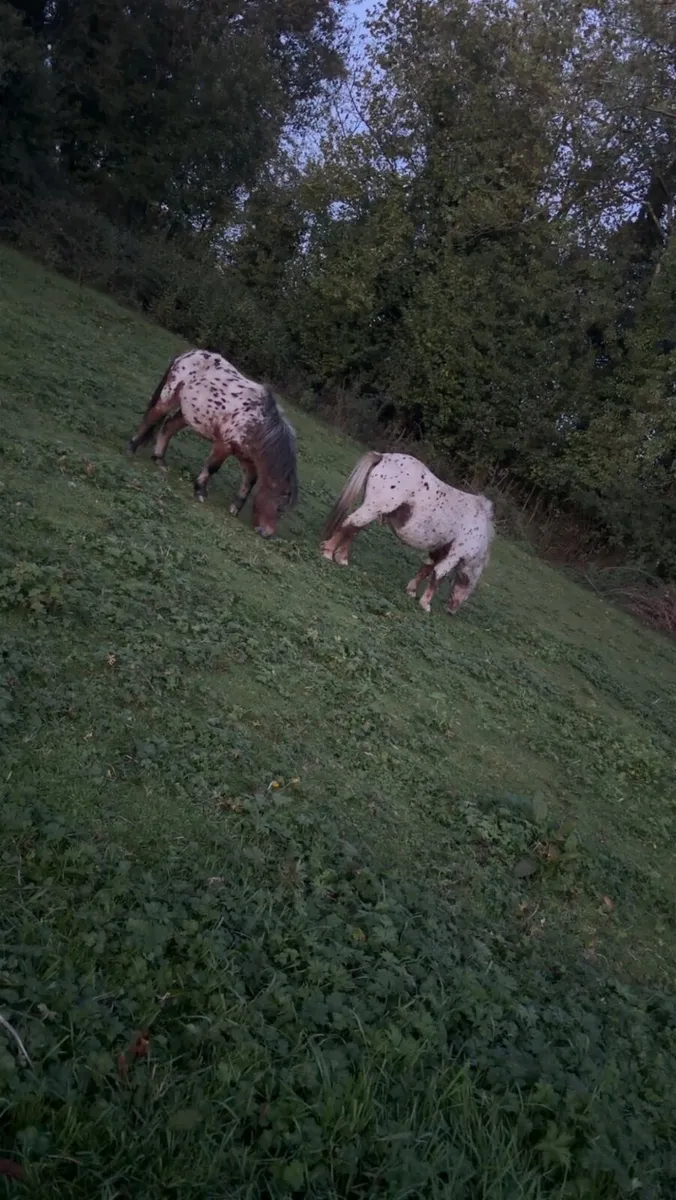 Horses - Image 1