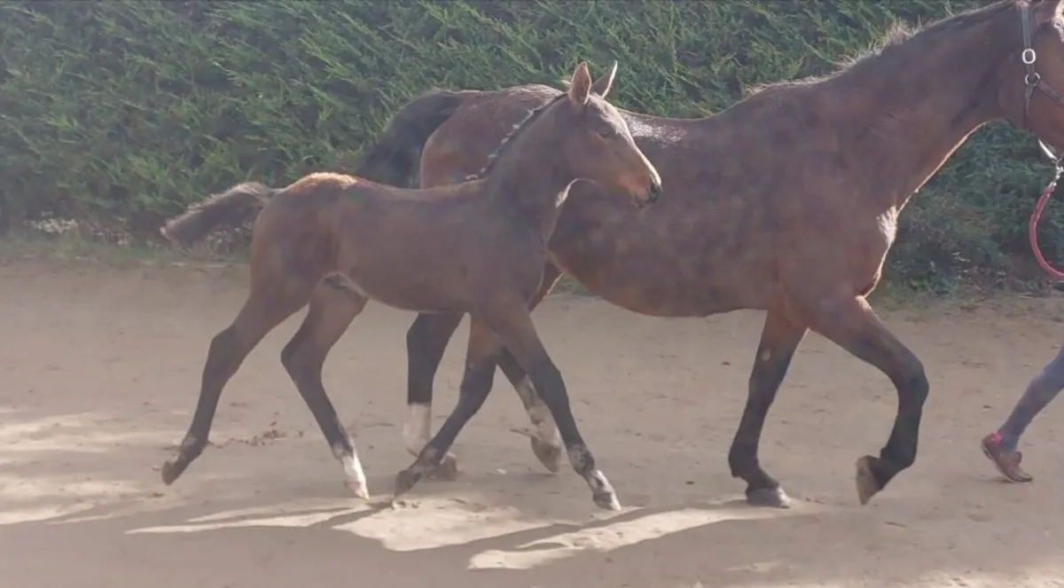 Top Quality Colt Foal - Image 1