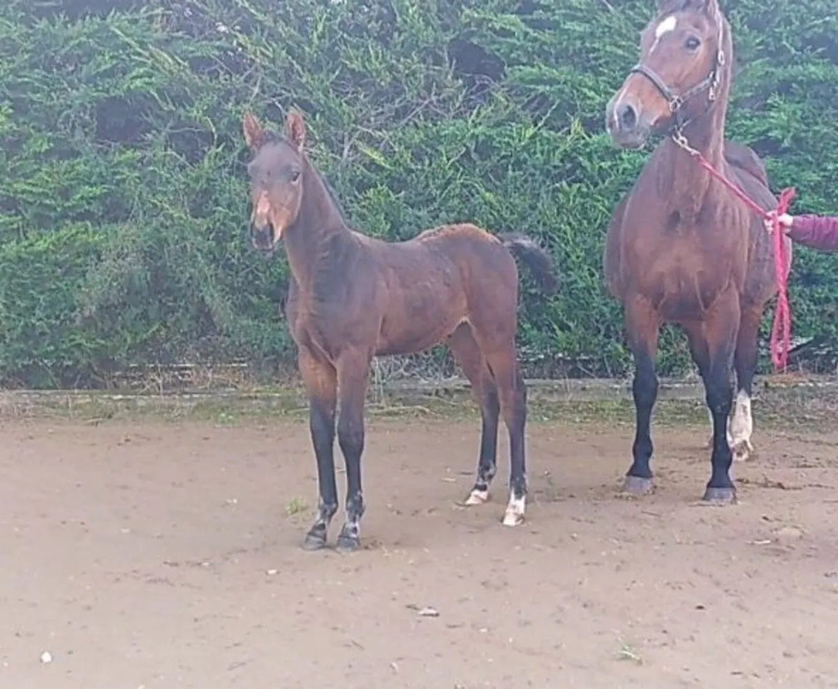 Top Quality Colt Foal - Image 3