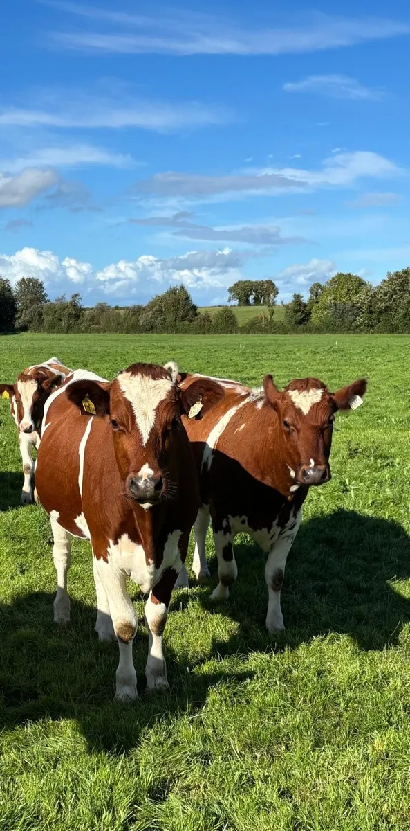 Dairy Clearance Sale - Image 1