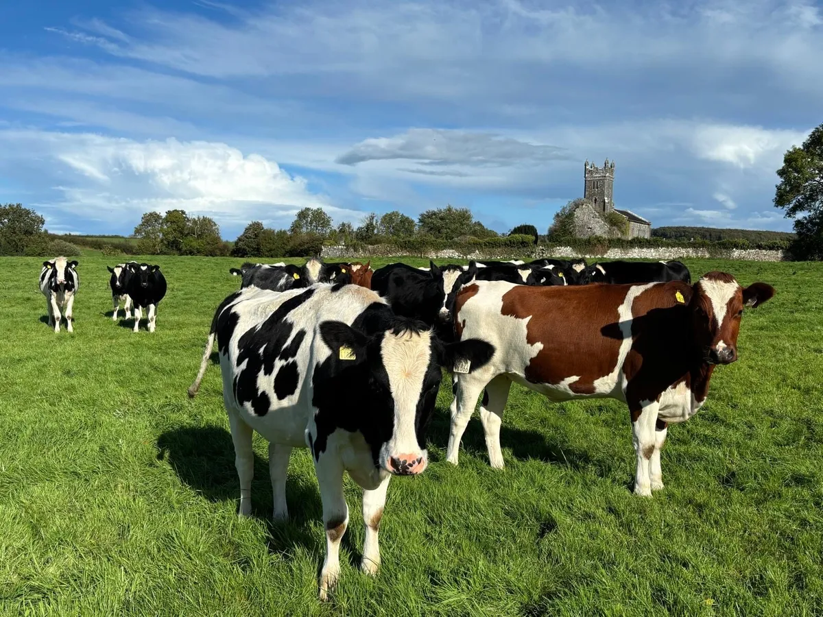 Dairy Clearance Sale - Image 2
