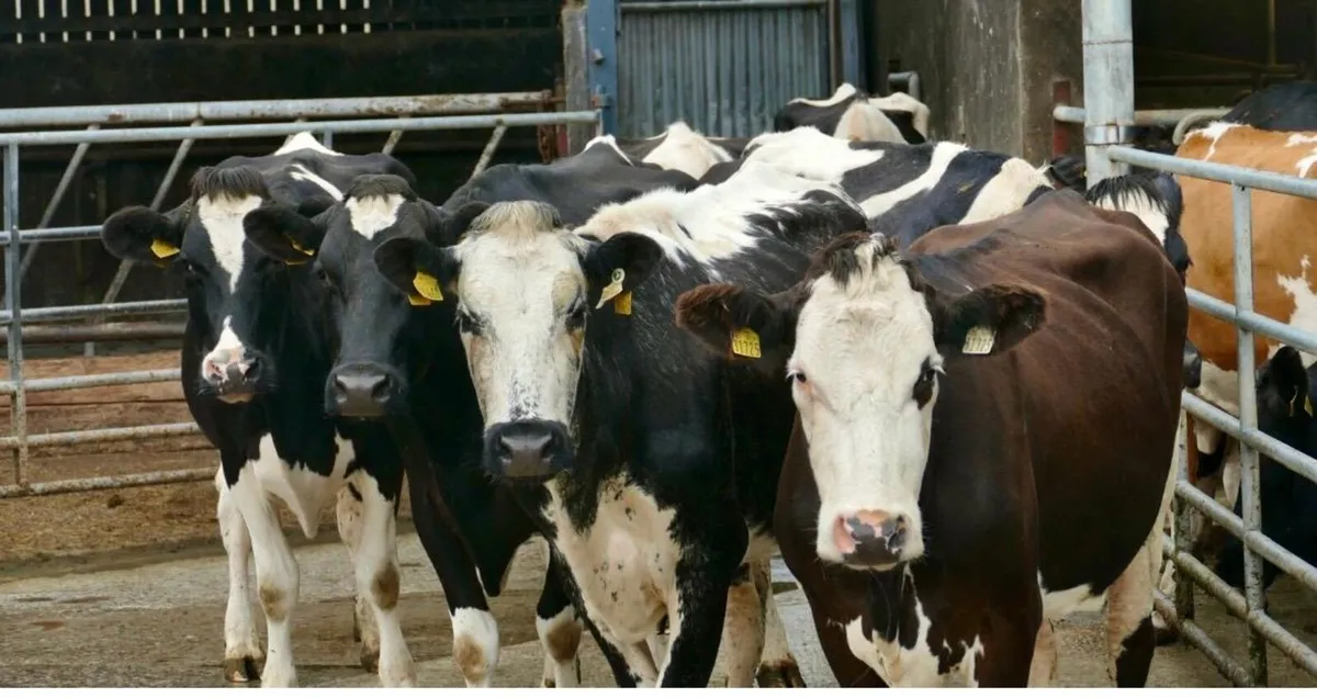 Dairy Clearance Sale - Image 4