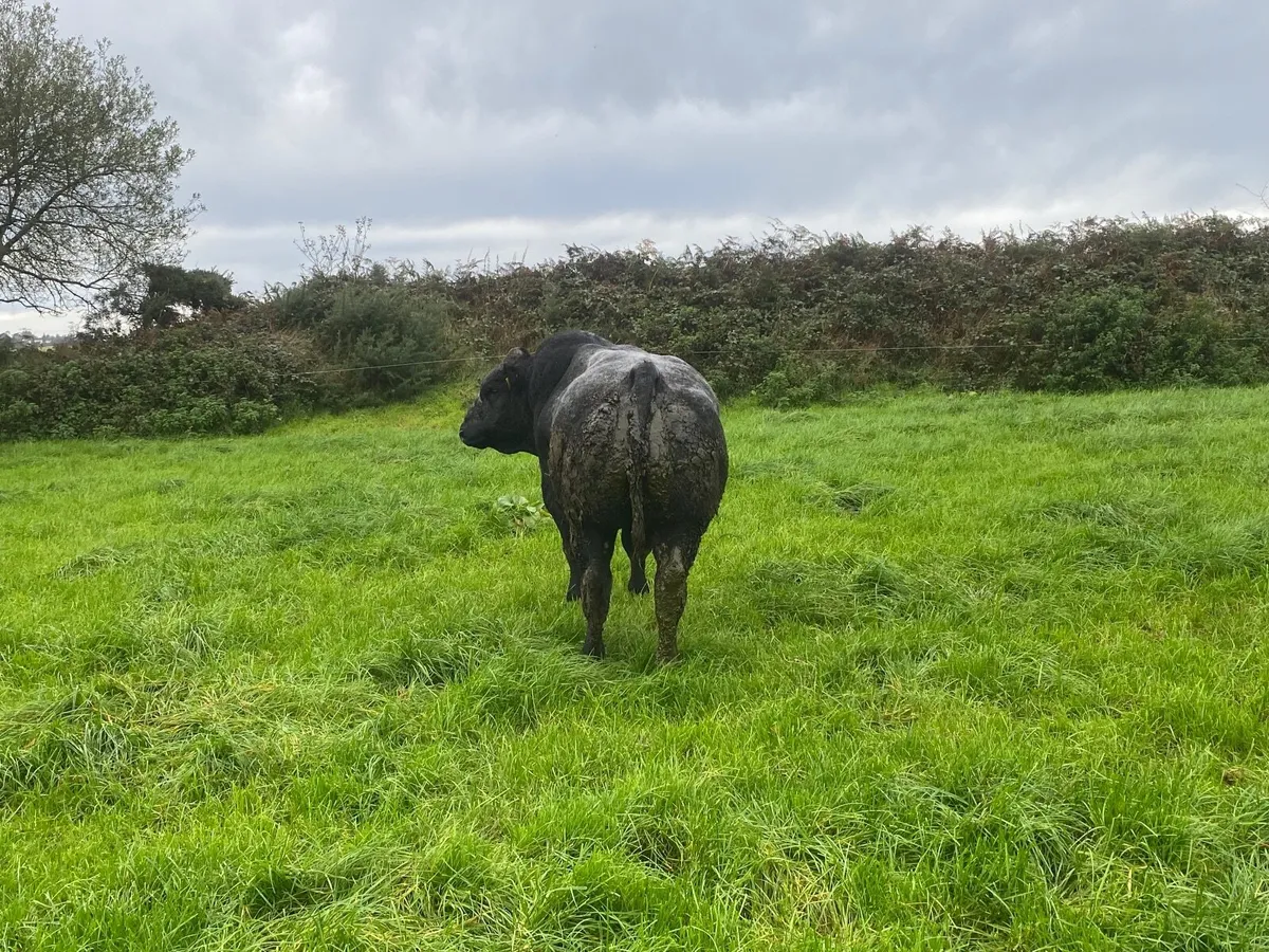 BB Bull - Image 3