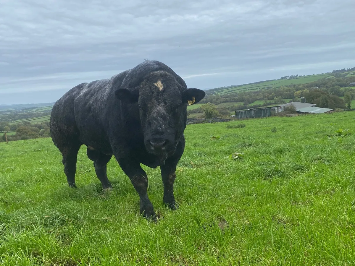 BB Bull - Image 2