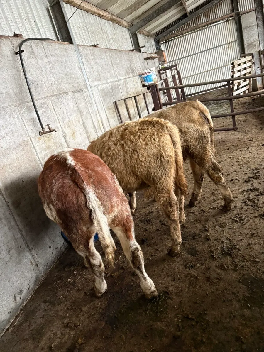 Wealing bull runners - Image 1