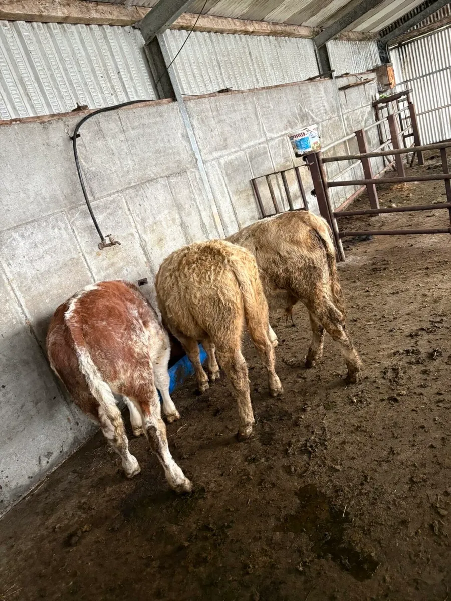 Wealing bull runners - Image 2