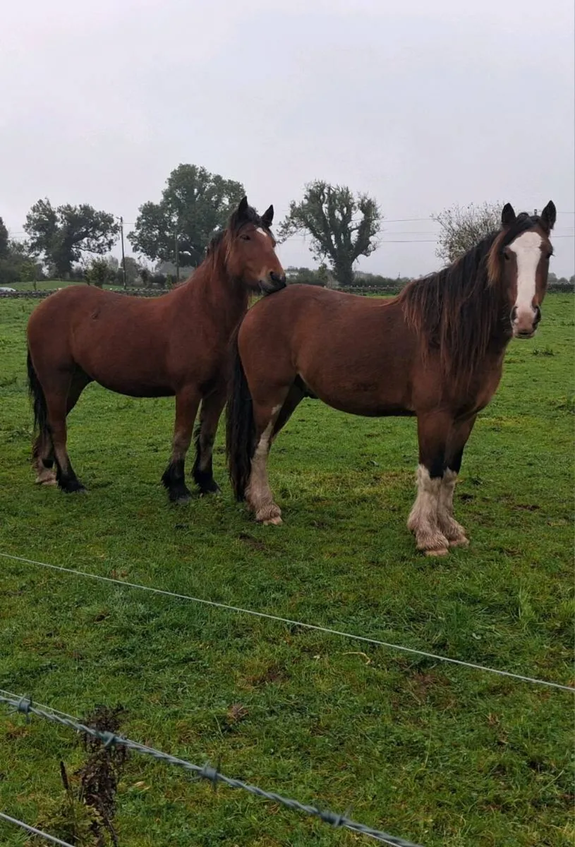 Gelding - Image 4