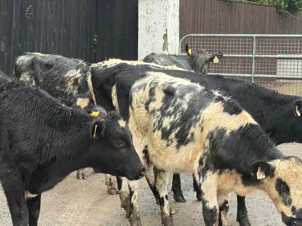 8 SHORTHORN HEIFER WEANLINGS - Image 2