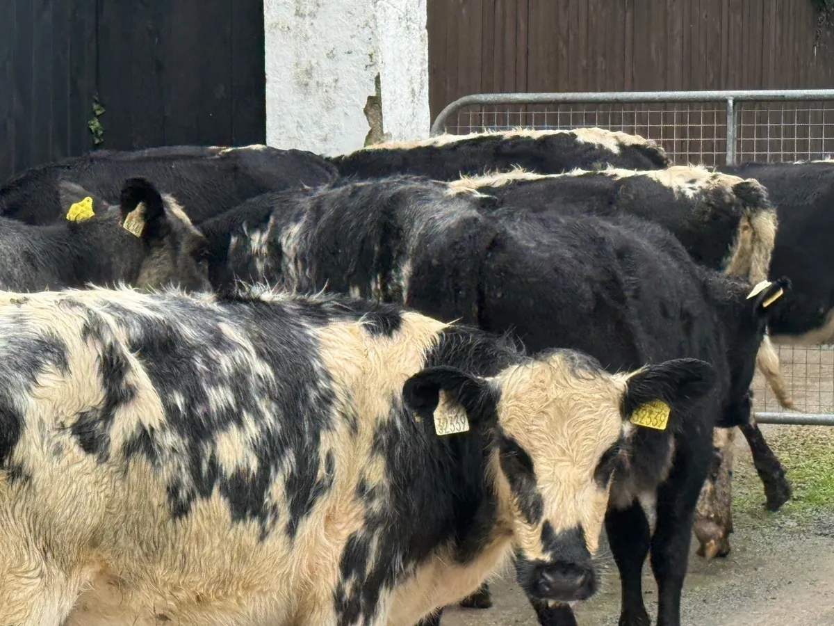 8 SHORTHORN HEIFER WEANLINGS - Image 3