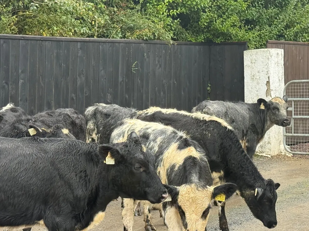 8 SHORTHORN HEIFER WEANLINGS - Image 4