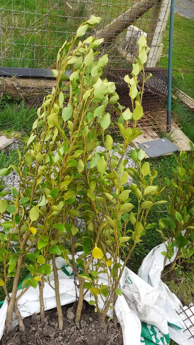 Hedging Plants - Image 1