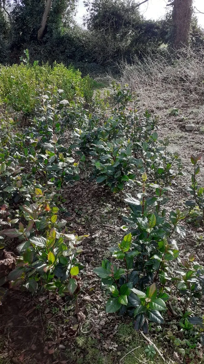 Hedging Plants - Image 2