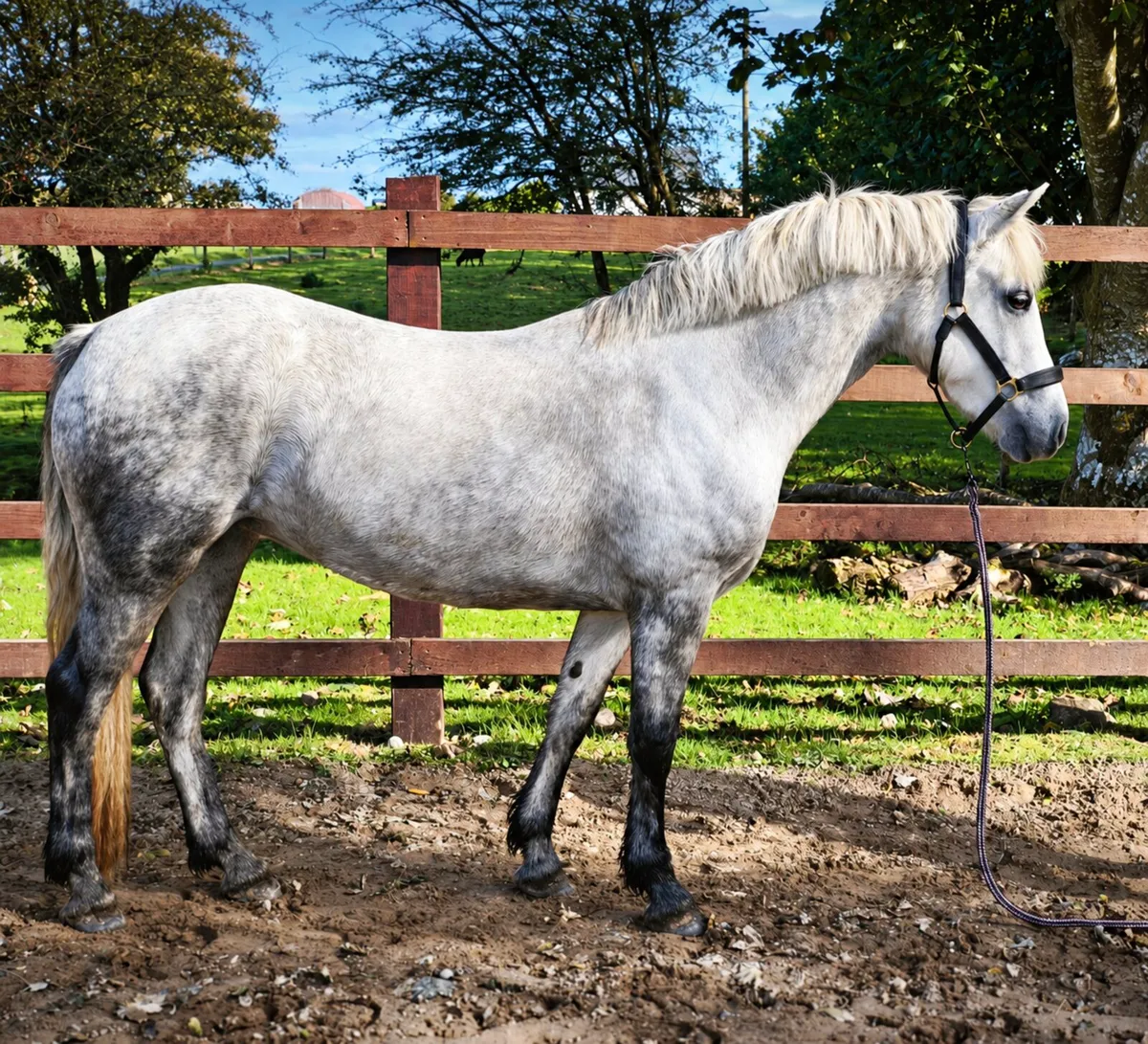 3 yr old Class 1 Filly