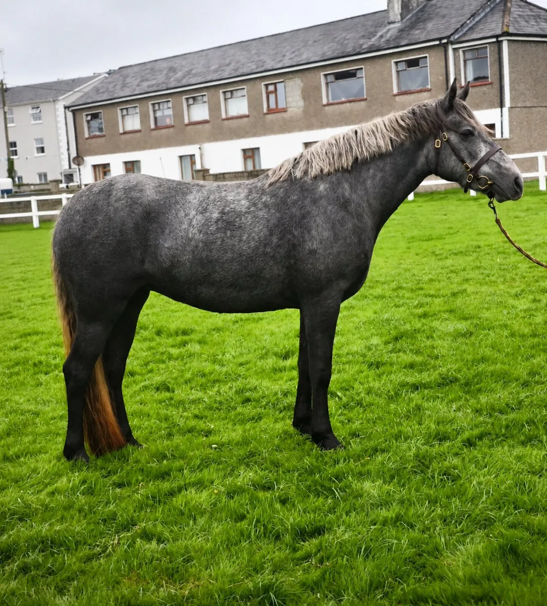 3 Yr old Class 1 Filly