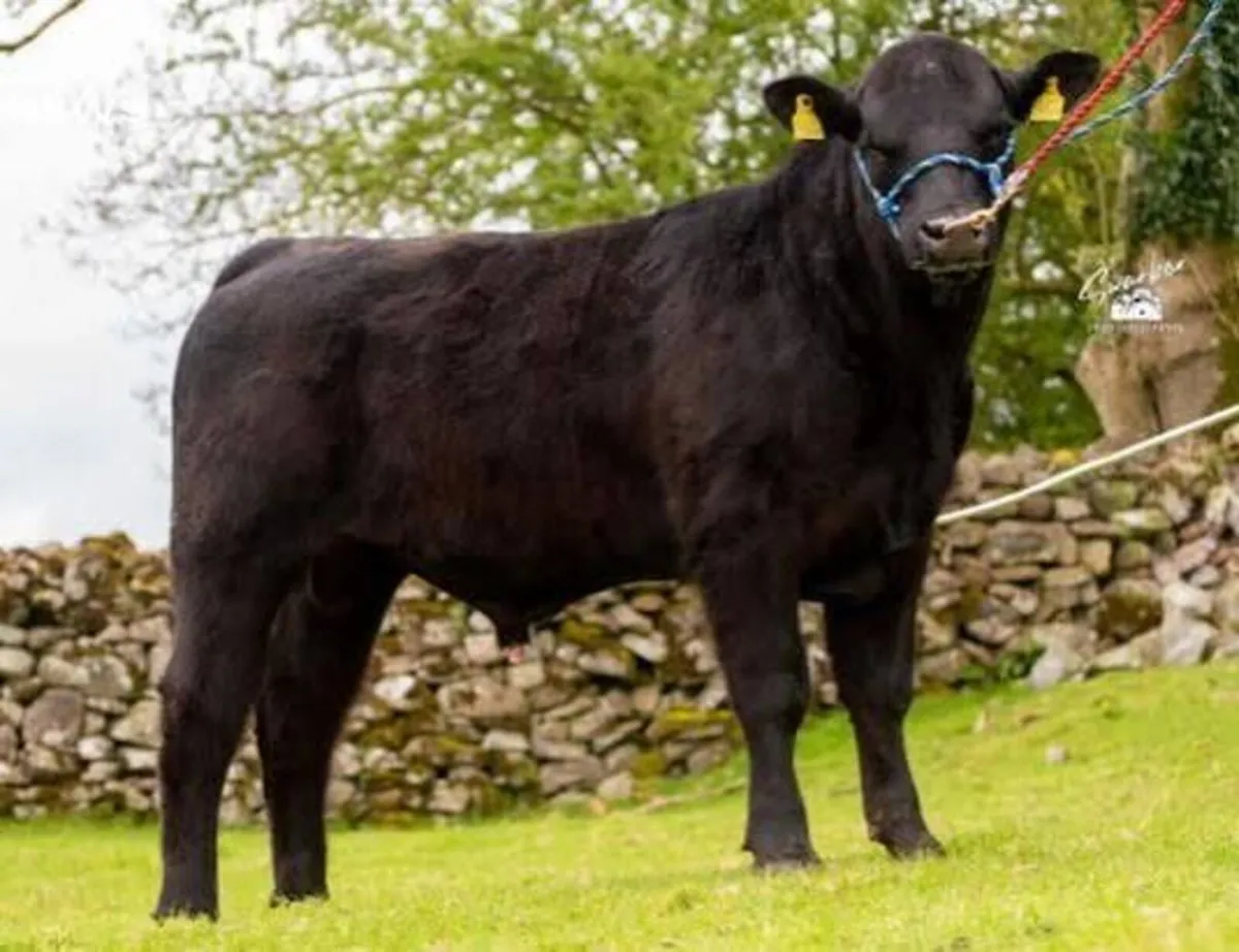Carrick-on-Shannon Autumn Mixed Breed Show & Sale - Image 2