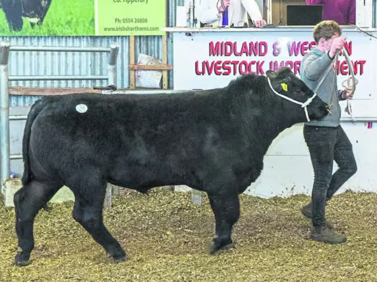 Carrick-on-Shannon Autumn Mixed Breed Show & Sale - Image 4