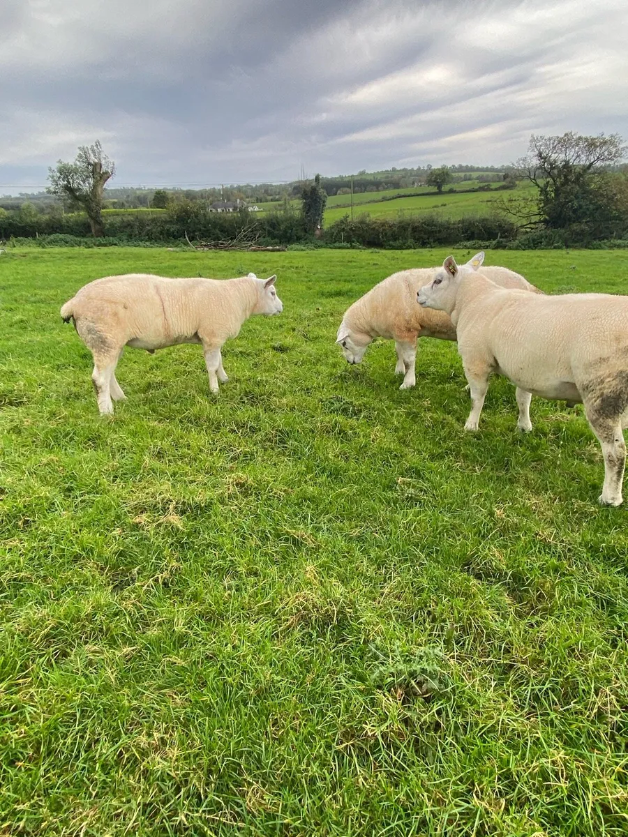 Texel hogget rams - Image 2