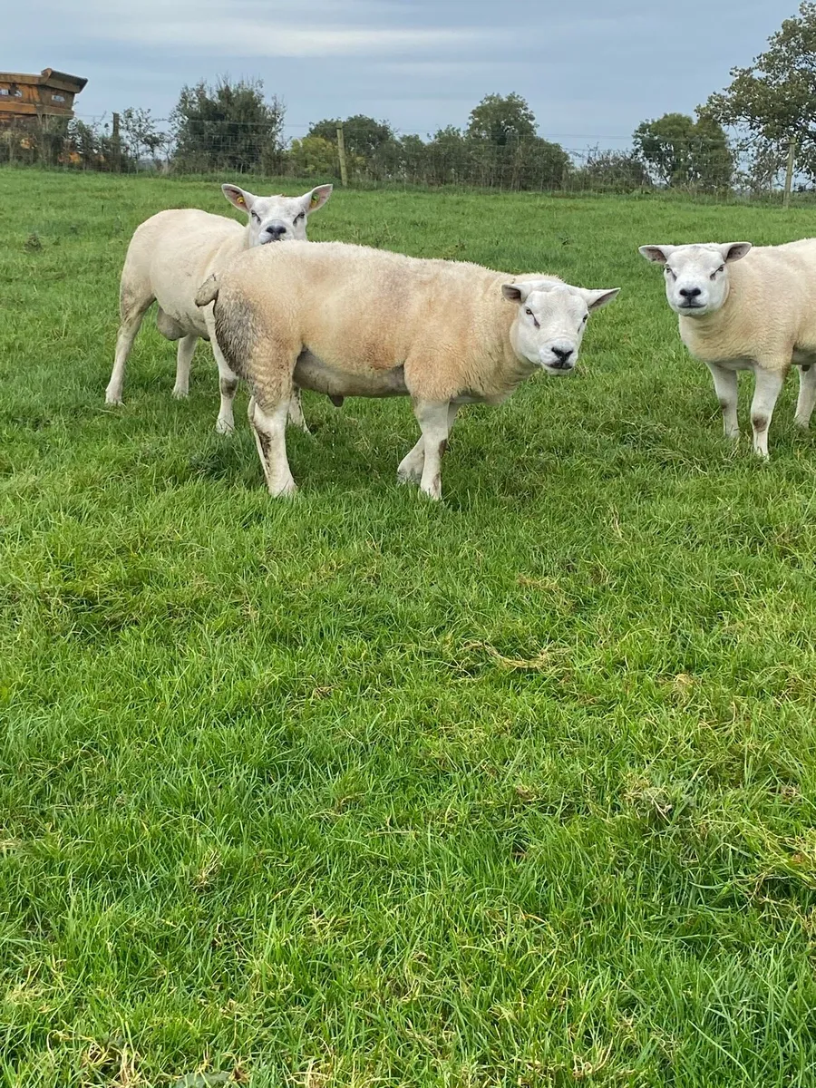 Texel hogget rams - Image 1