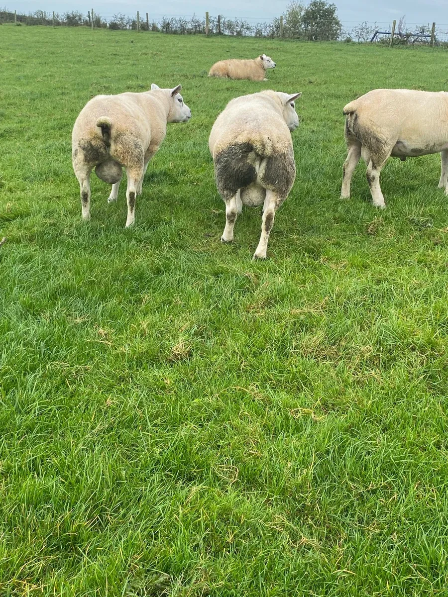 Texel hogget rams - Image 3