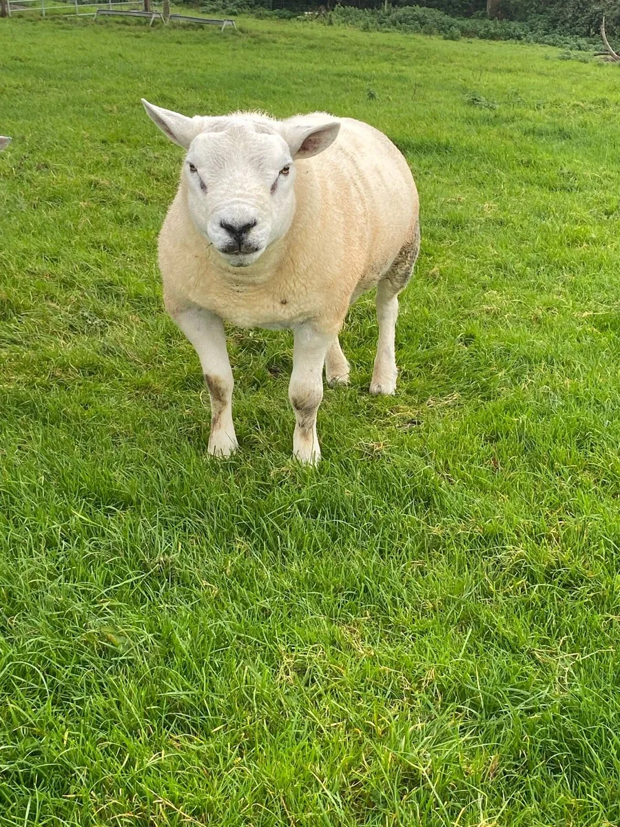 Texel hogget rams - Image 4