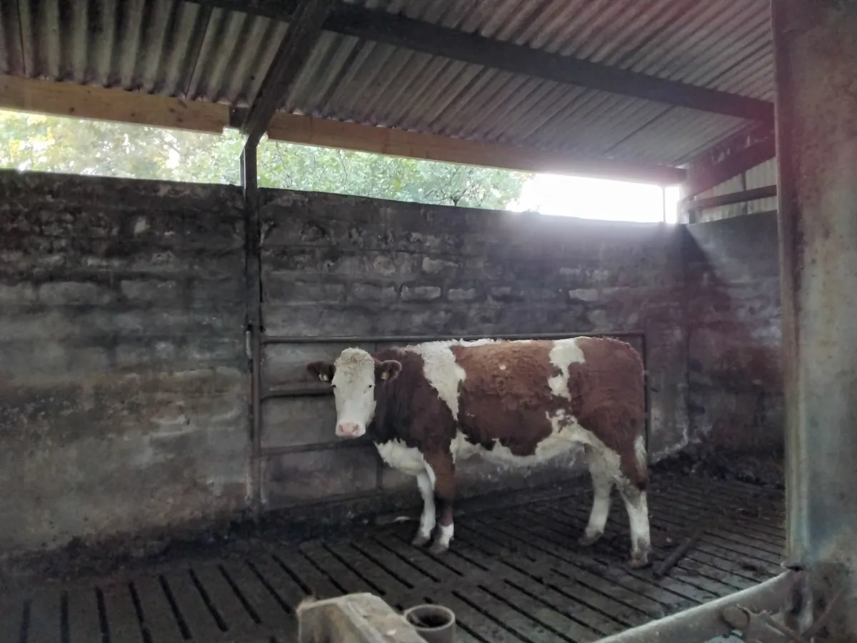 In calf heifers - Image 3