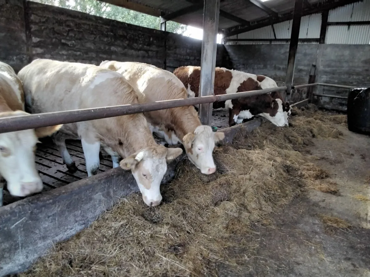 In calf heifers - Image 2