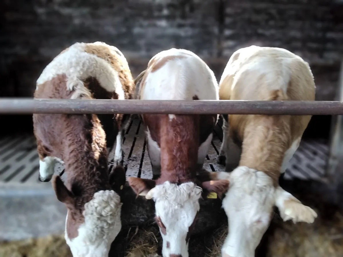 In calf heifers - Image 4