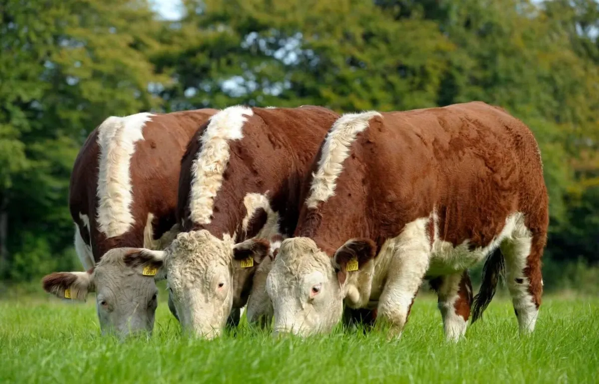 Carrick-on-Shannon Autumn Mixed Breed Show & Sale - Image 2