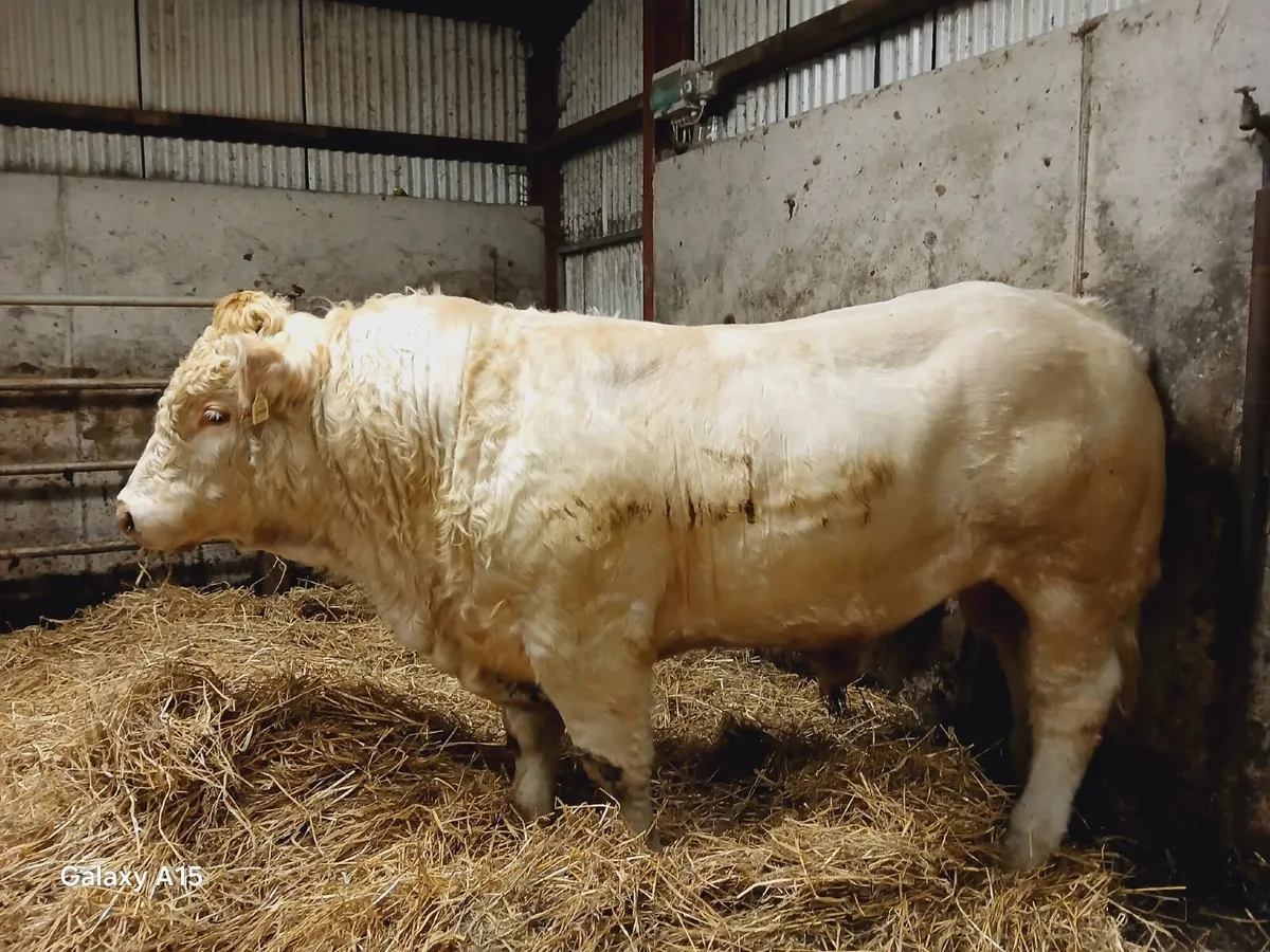 Bull - Image 1