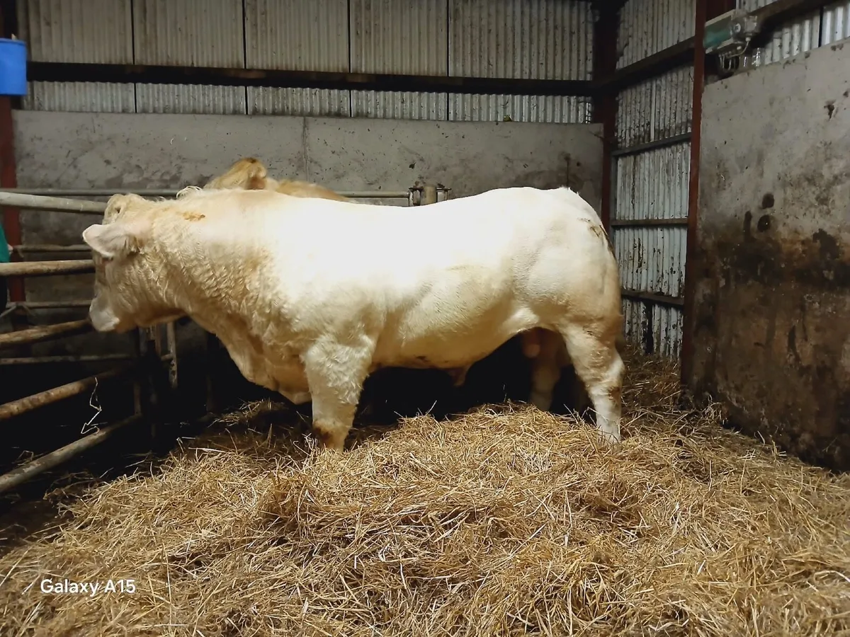 Bull - Image 2