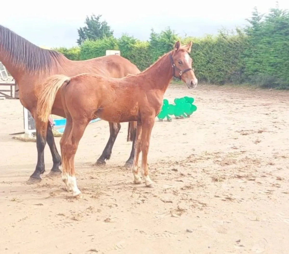 Top Quality Colt Foal - Image 1