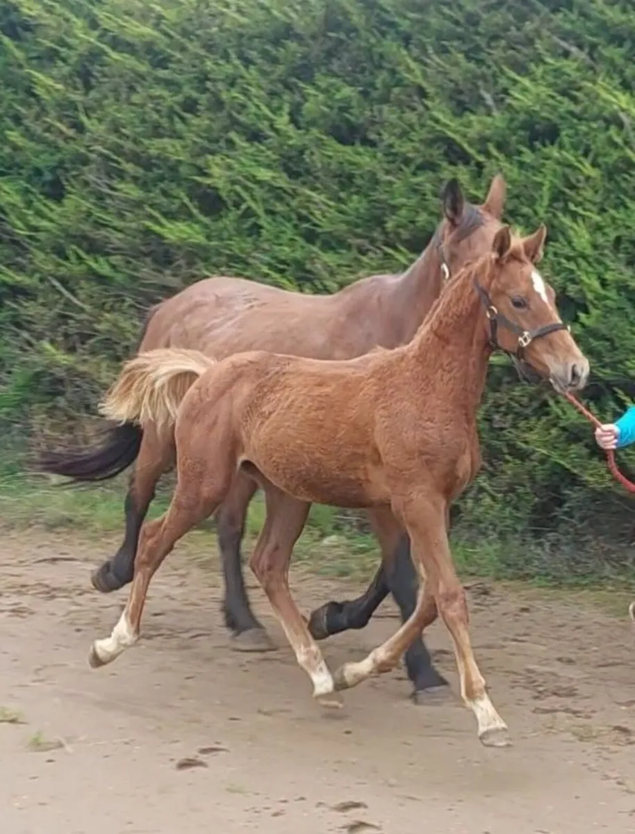 Top Quality Colt Foal - Image 3
