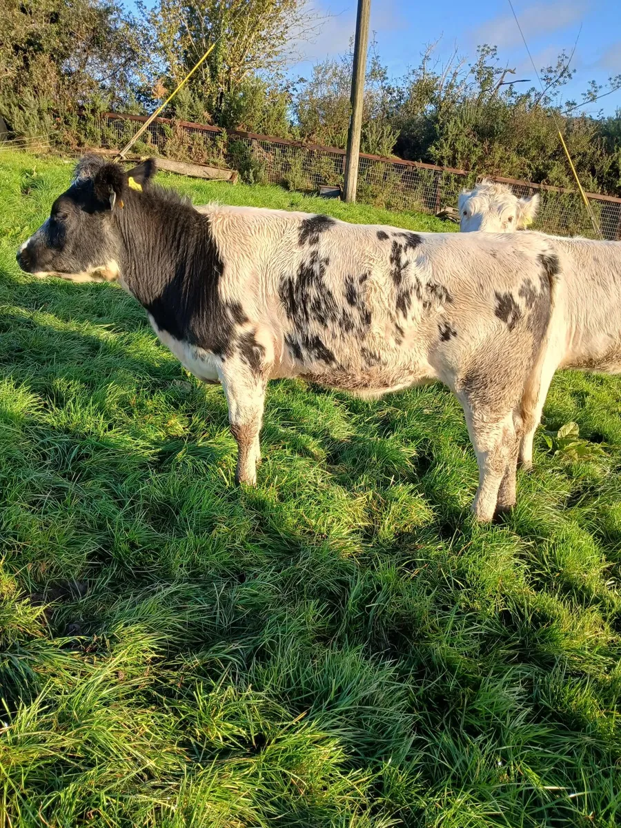Cattle - Image 1