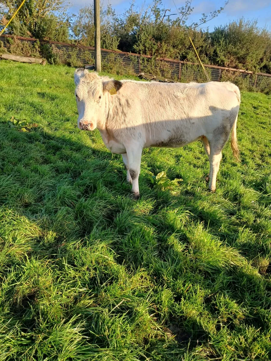 Cattle - Image 2