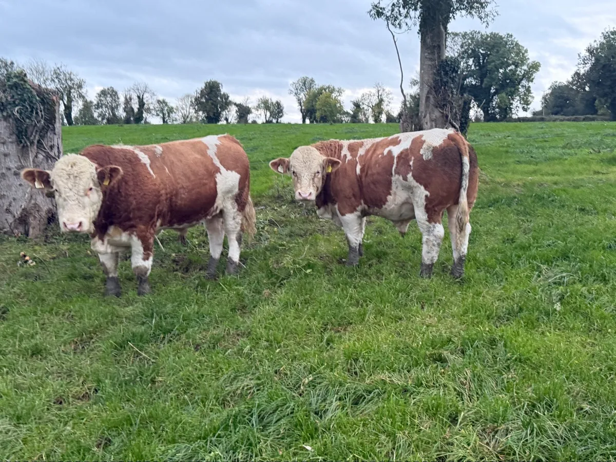 Pbr Simmental bulls - Image 1