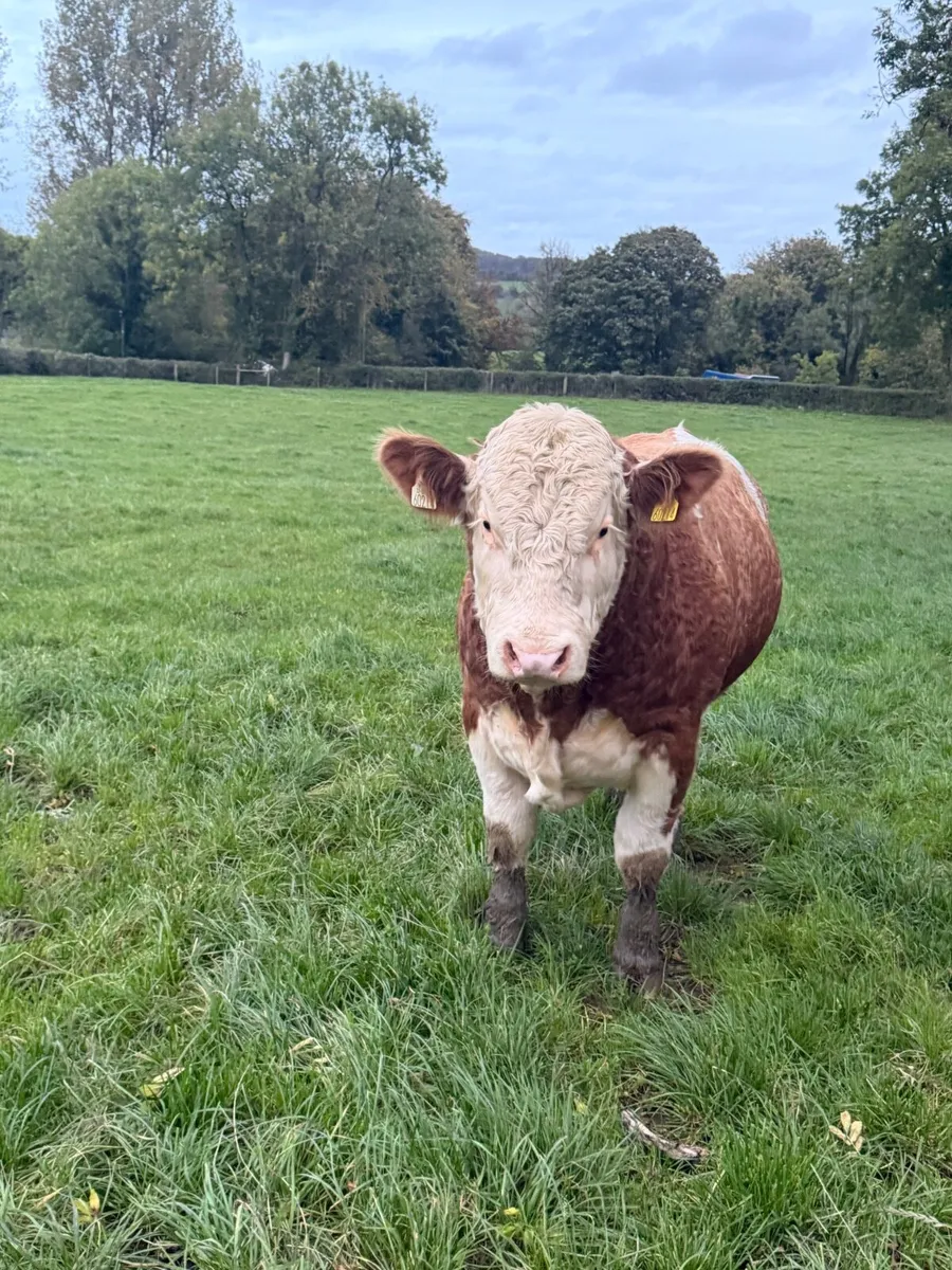 Pbr Simmental bulls - Image 3