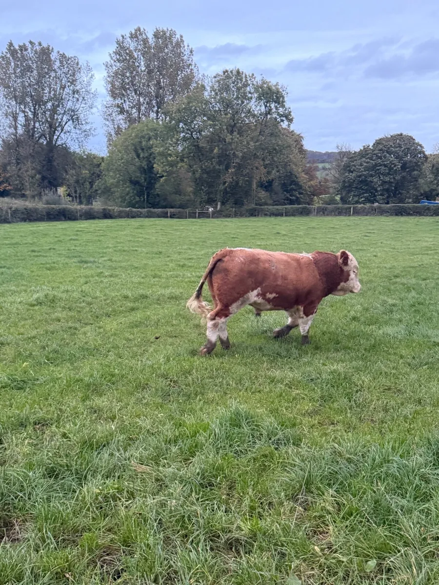 Pbr Simmental bulls - Image 4
