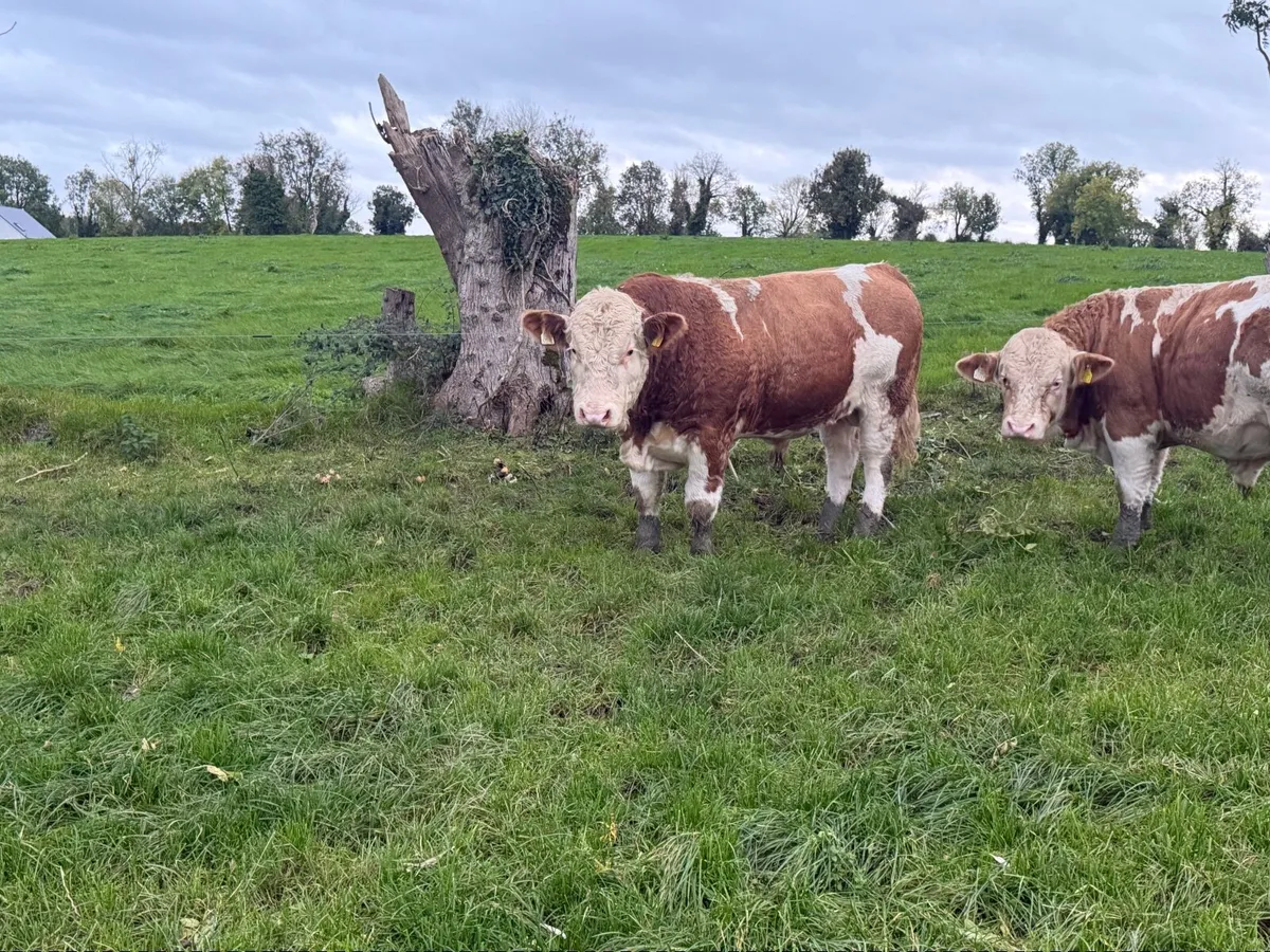 Pbr Simmental bulls - Image 2