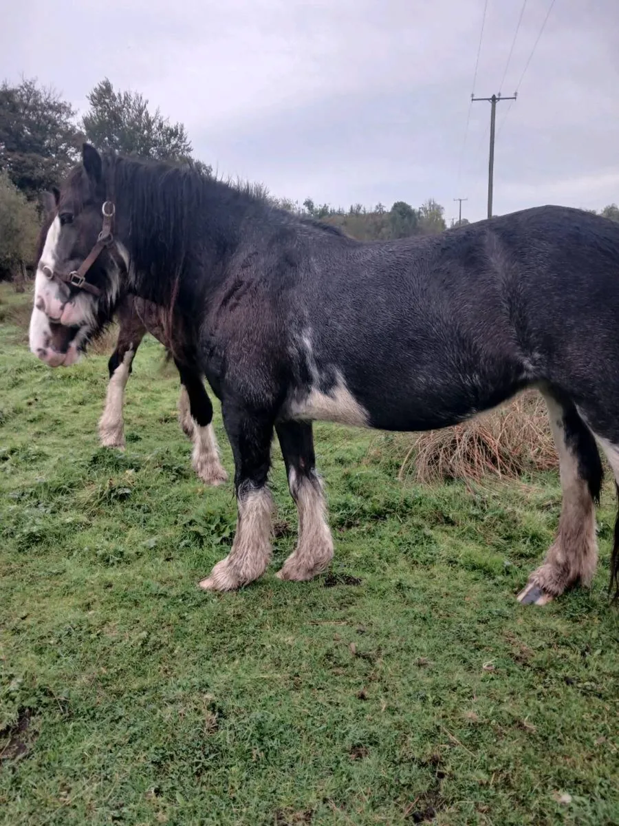 4 year old cob mare - Image 4