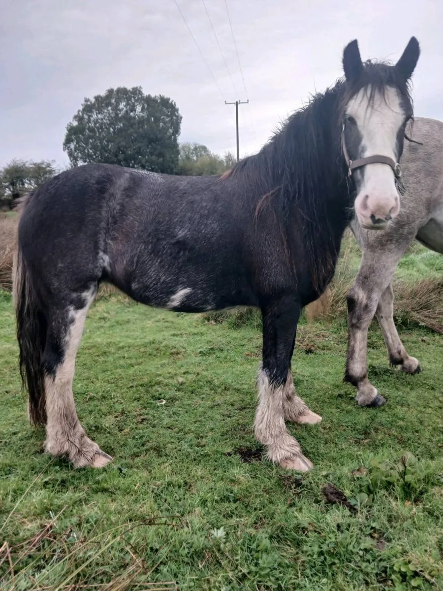4 year old cob mare - Image 1