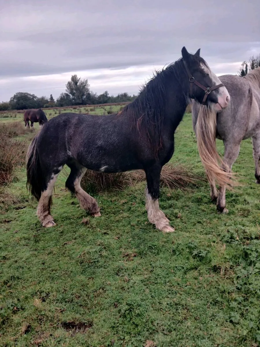 4 year old cob mare - Image 2