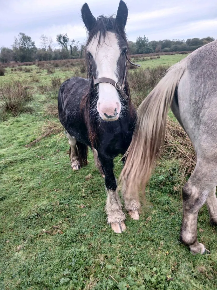 4 year old cob mare - Image 3
