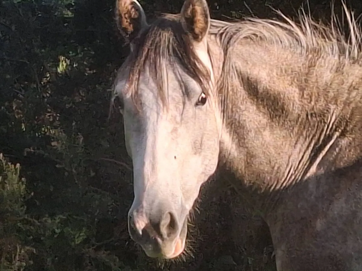 Irish draught filly - Image 3