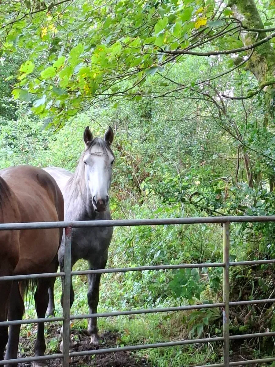 Irish draught filly - Image 1