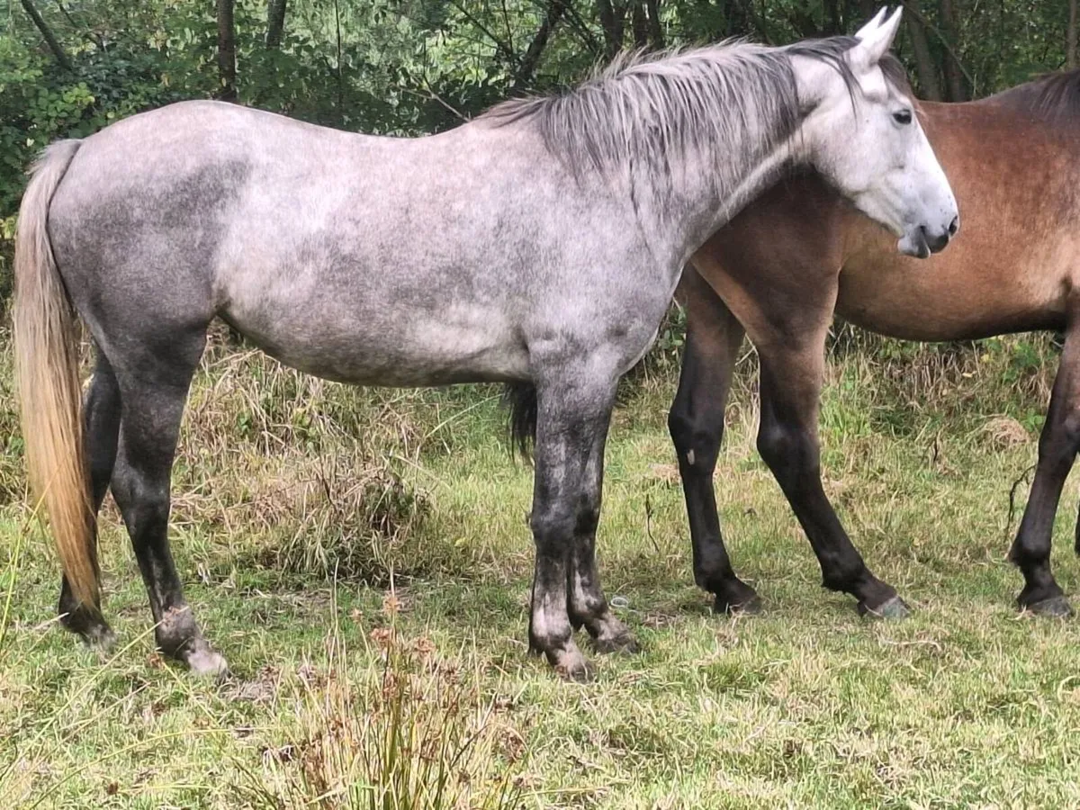 Irish draught filly - Image 2