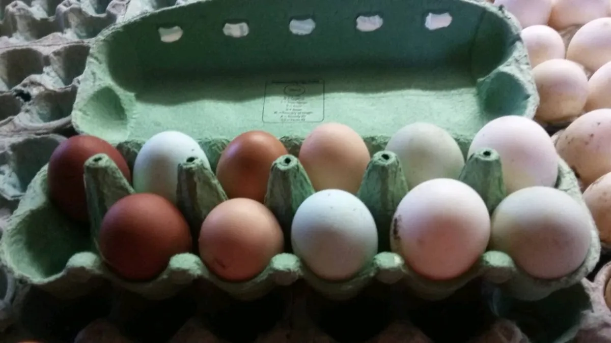 Hens/pullets/ducklings available every day  kildar - Image 4