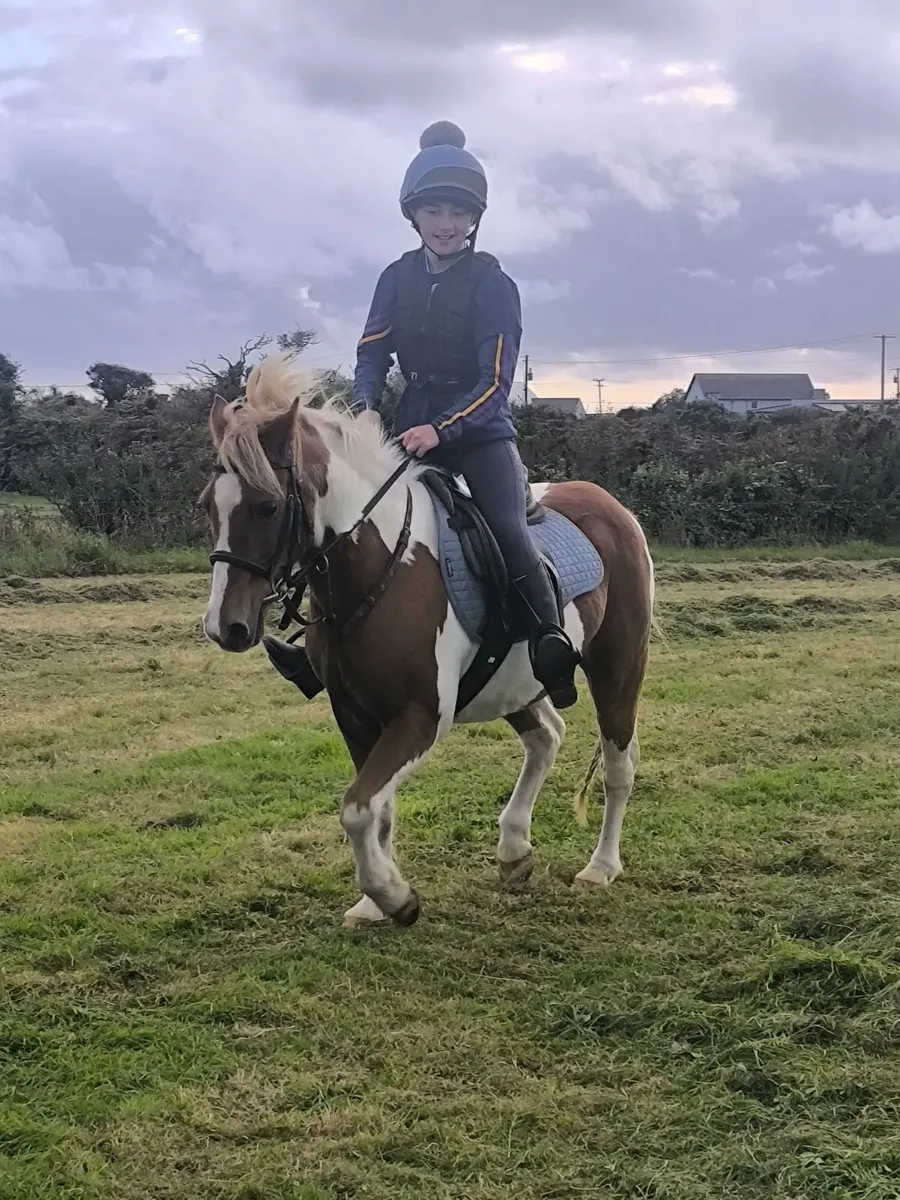 Pony - Image 1