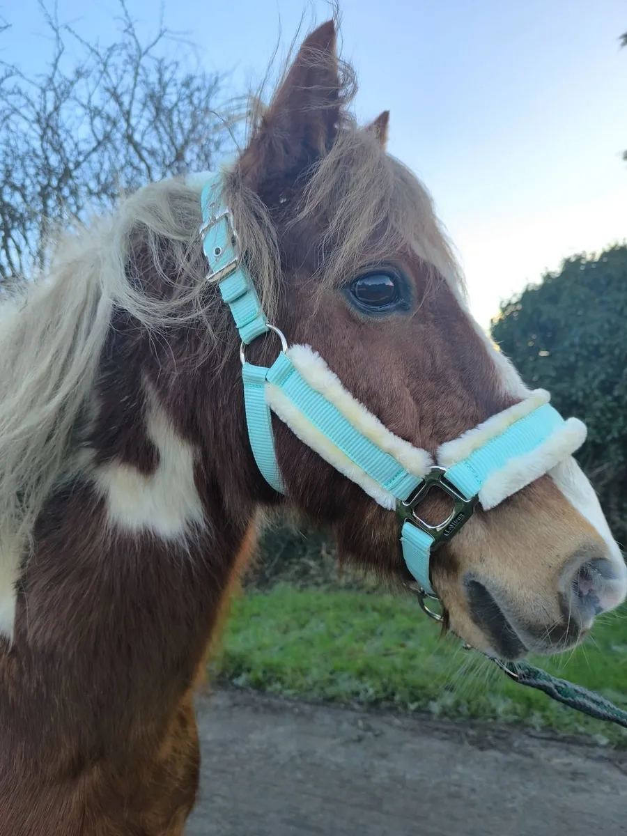 Pony - Image 3
