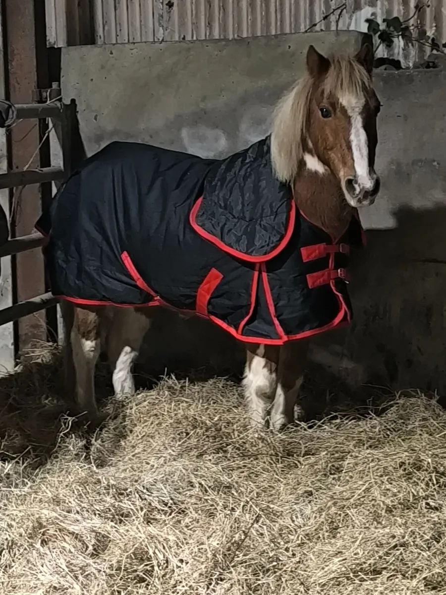 Pony - Image 4