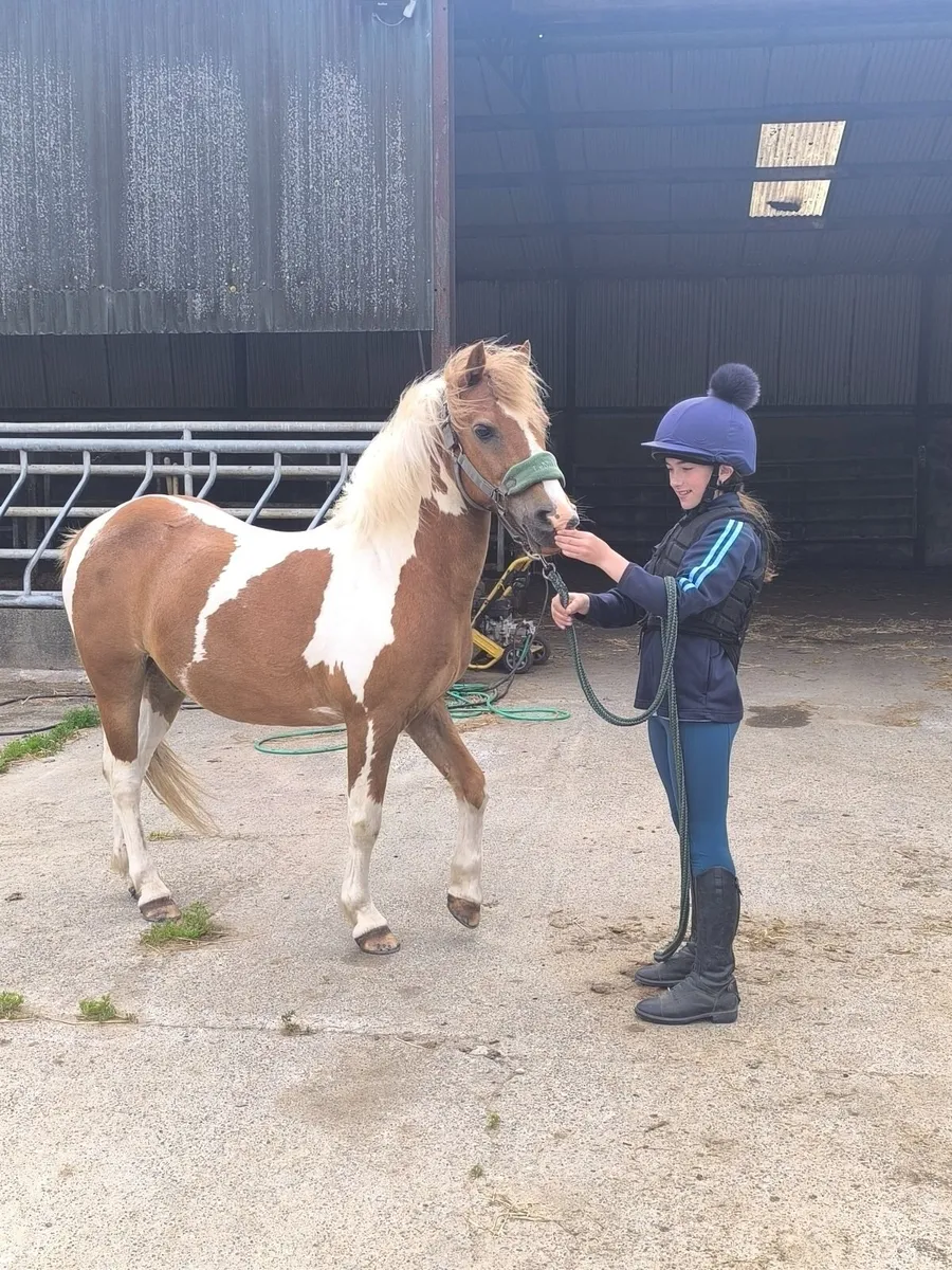 Pony - Image 2